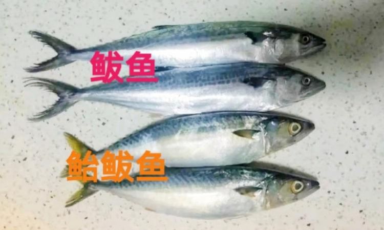 五个字的海鲜有哪些