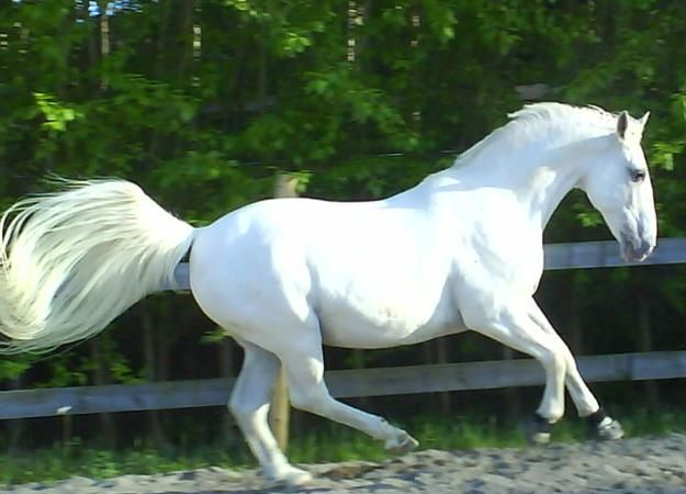 马蹄其实是马的什么