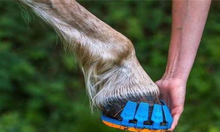 马蹄实际是马的什么