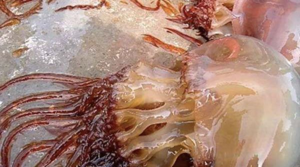 海蜇,海蜇是什么动物图1