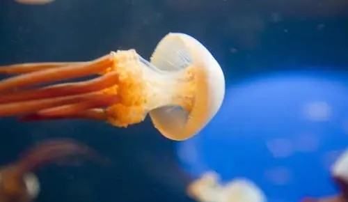 海蜇,海蜇是什么动物图4