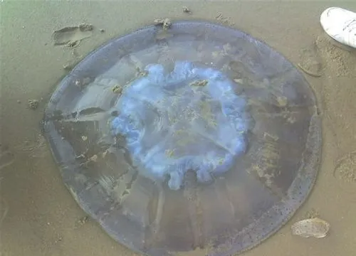 海蜇,海蜇是什么动物图2