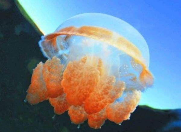 海蜇,海蜇是什么动物图3
