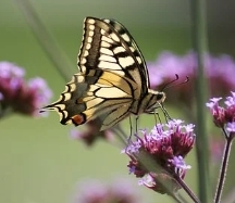 饥饿游戏小说好看吗