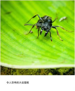 ​微距组图：令人恐怖的大齿猛蚁
