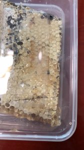 ​巢蜜是什么蜜？有什么功效