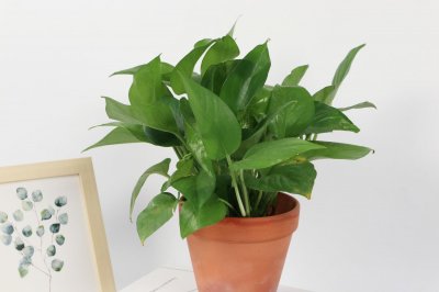 ​绿萝冬天应该怎么养