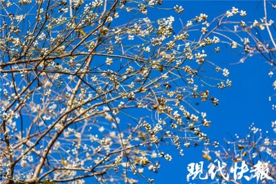 ​什么白“花”开在初冬？原来是你赏过的乌桕