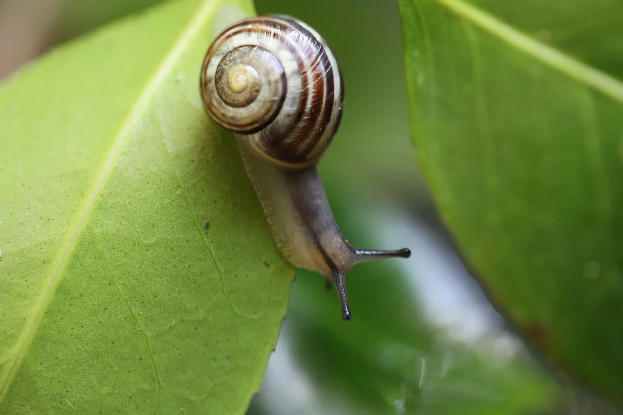 snail-7978955_1280.webp.jpg
