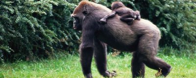 ​猿和猴的区别是什么