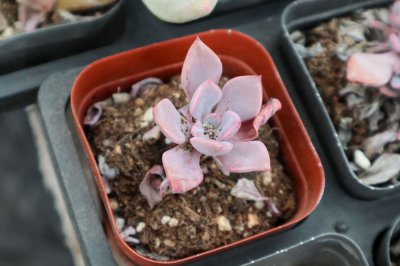 ​视频：春天一个小动作，让你家多肉蹭蹭长