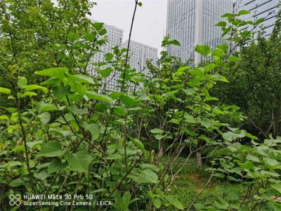 ​黑河适合养什么花，市花和市树是什么