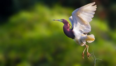 ​池鹭是几级保护动物