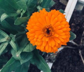 ​金盏花冬天能开吗