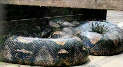 ​1998年齐齐哈尔某地挖出一座墓穴，惊现两条巨蟒！专家也无法解释