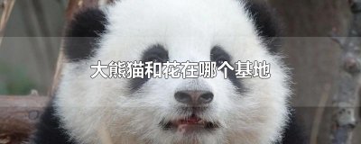 ​大熊猫和花在哪个基地
