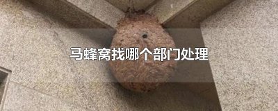 ​马蜂窝找哪个部门处理