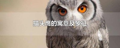 ​猫头鹰的寓意及象征