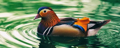 ​鸳鸯最早是形容什么关系的?