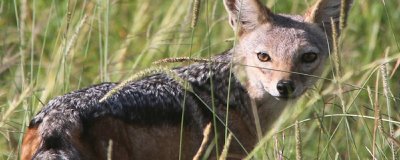 ​豺狼虎豹具体指什么动物