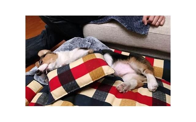 子女干涉父母的再婚违法吗