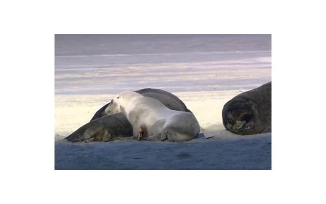  女童遭亲妈虐待险丧命惹众怒