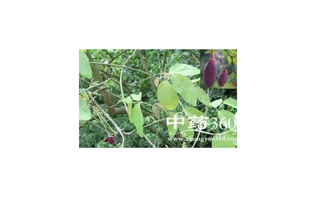 小柴胡的功效与作用是什么 小柴胡的主治功能及注意事项