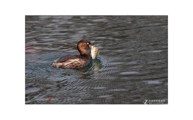 婚房气球价格多少 婚房气球价格多少