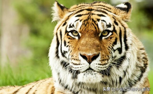 历史上有两次湖广填四川（四川人必须知道）(9)