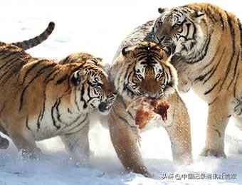 历史上有两次湖广填四川（四川人必须知道）(1)