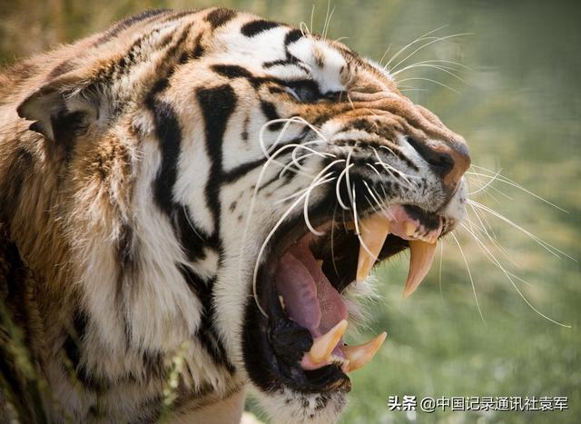 历史上有两次湖广填四川（四川人必须知道）(5)