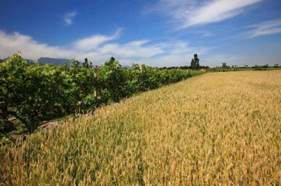 生产队年代,爷爷与牛的故事