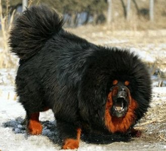 ​远去的小铁包金（一个关于藏獒的感人故事）