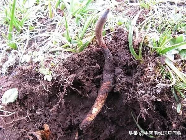 冬虫夏草都有什么样的(你真的了解它吗)(5)
