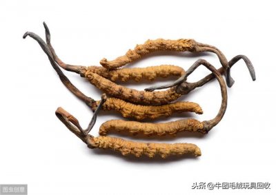 冬虫夏草都有什么样的(你真的了解它吗)