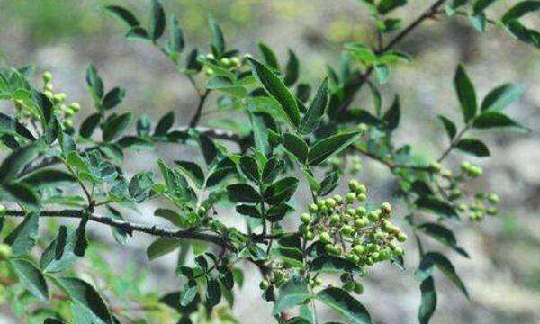 鲜青花椒怎么存放,新鲜花椒要怎么保存图6