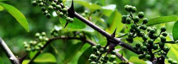 鲜青花椒怎么存放,新鲜花椒要怎么保存图4