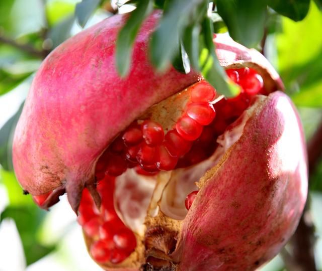 怎么挑石榴比较甜,为什么石榴果肉是白的却是甜的?图9