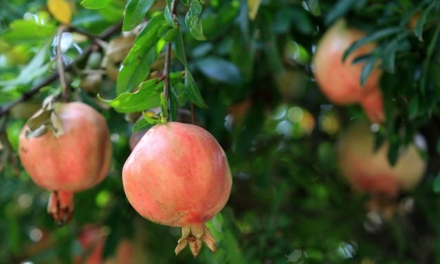 怎么挑石榴比较甜,为什么石榴果肉是白的却是甜的?图8