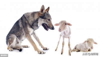 ​狼与羊的故事（散文）