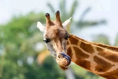 ​「动物故事」长颈鹿