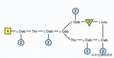 ​多粘菌素：历史、结构、抗菌活性