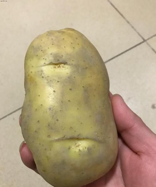 生土豆放冰箱还能吃吗